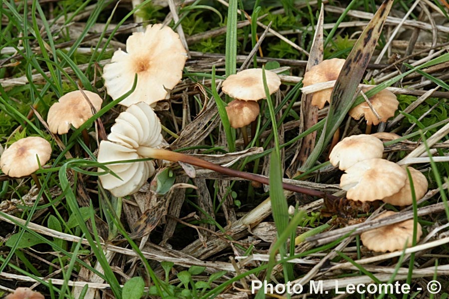 Marasmius anomalus