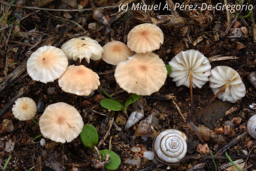 Marasmius anomalus