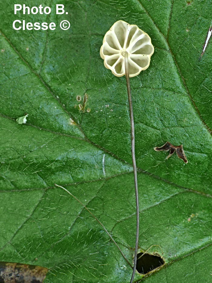 Marasmius bulliardii