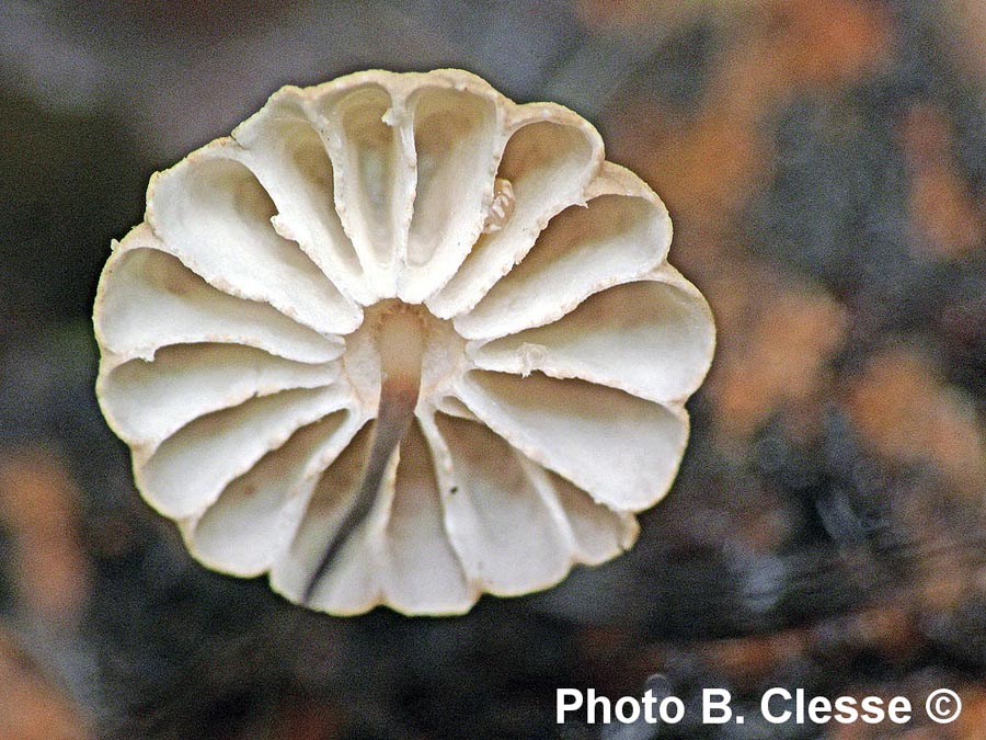 Marasmius bulliardii