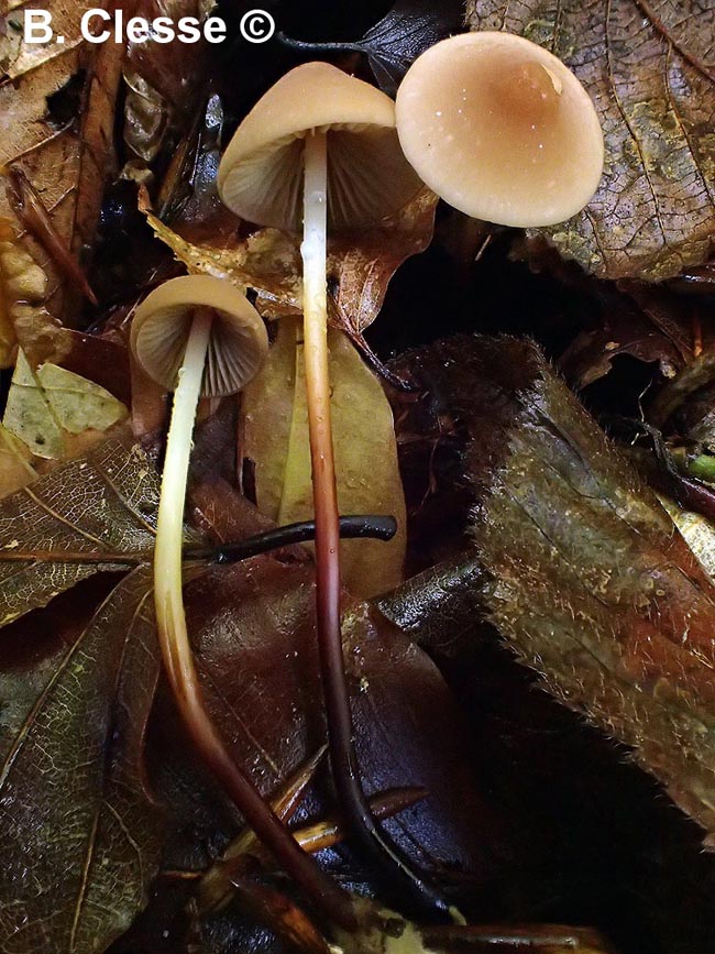 Marasmius cohaerens