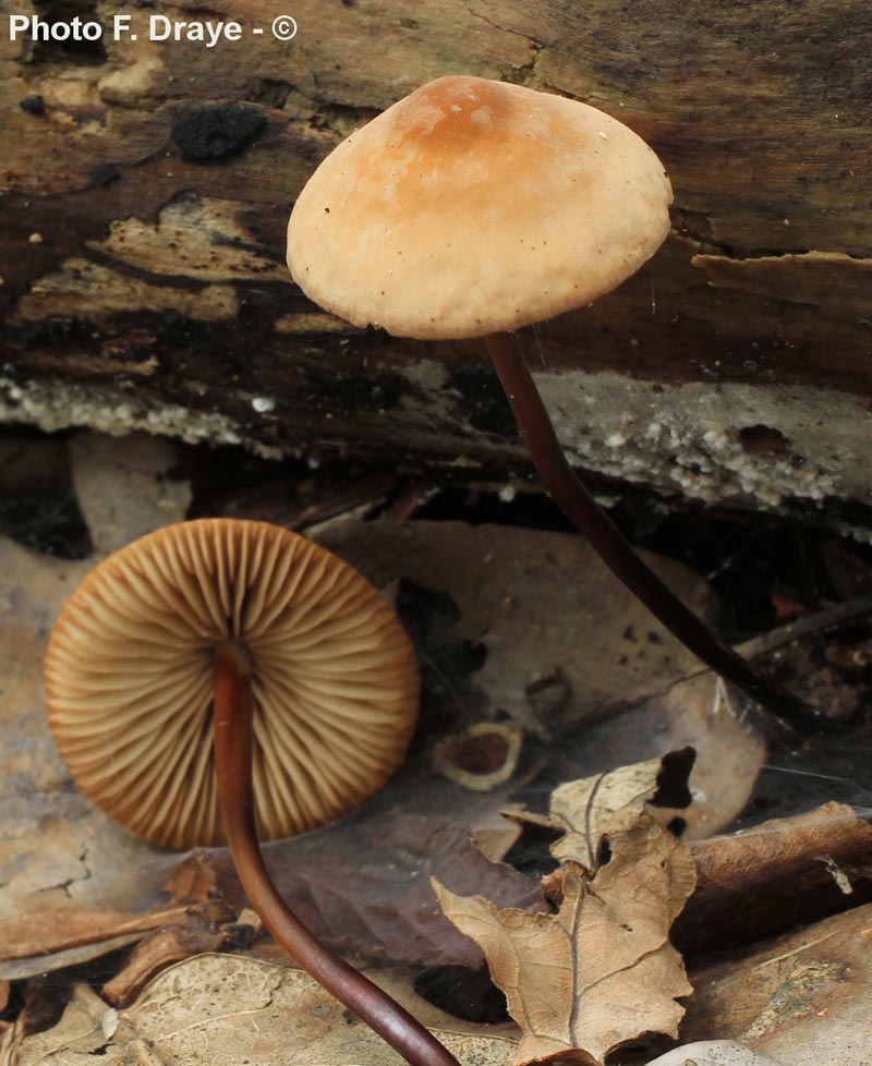 Marasmius cohaerens