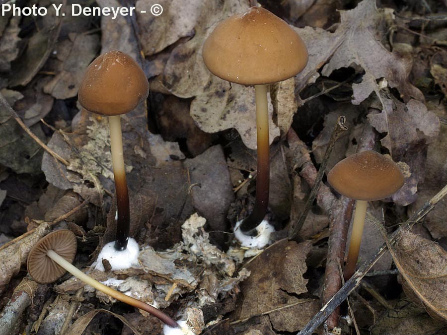 Marasmius cohaerens