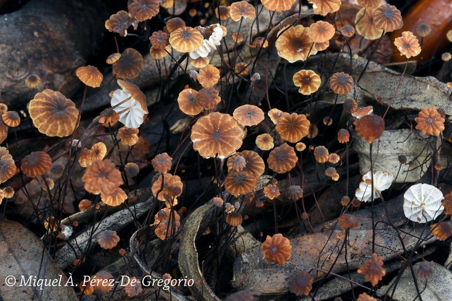 Marasmius corbariensis