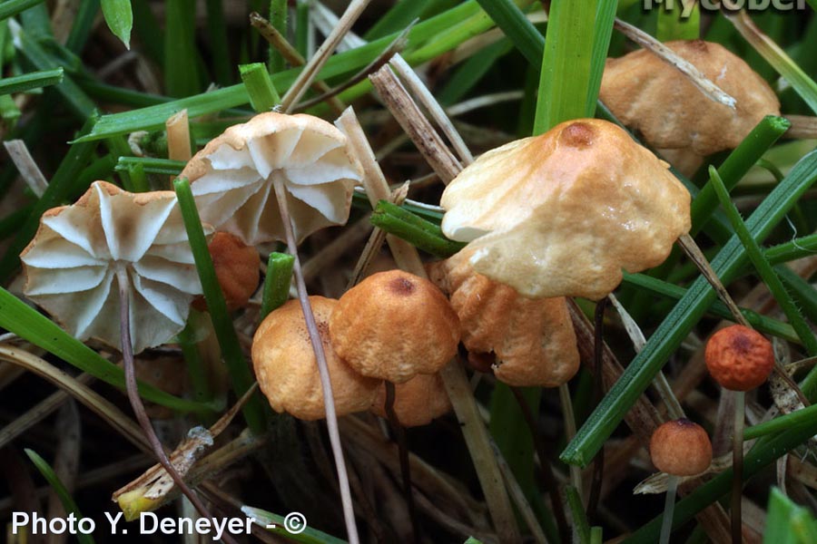 Marasmius curreyi