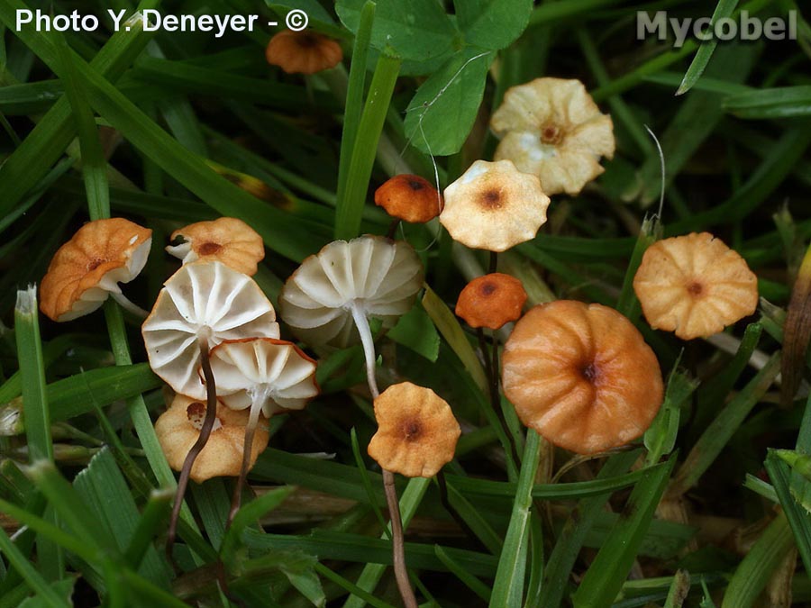 Marasmius curreyi