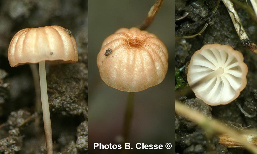 Marasmius curreyi