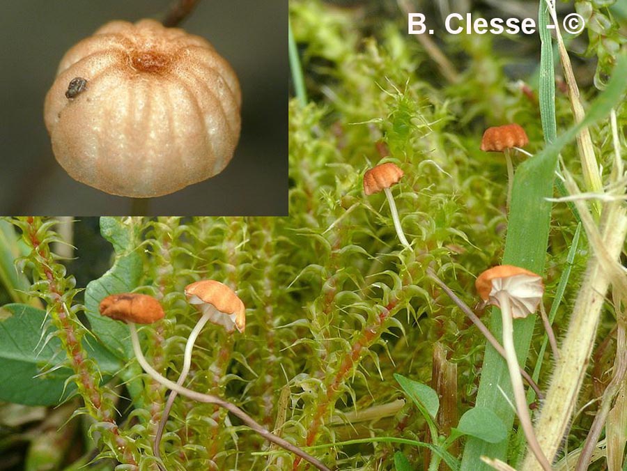 Marasmius curreyi