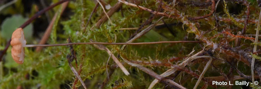 Marasmius curreyi