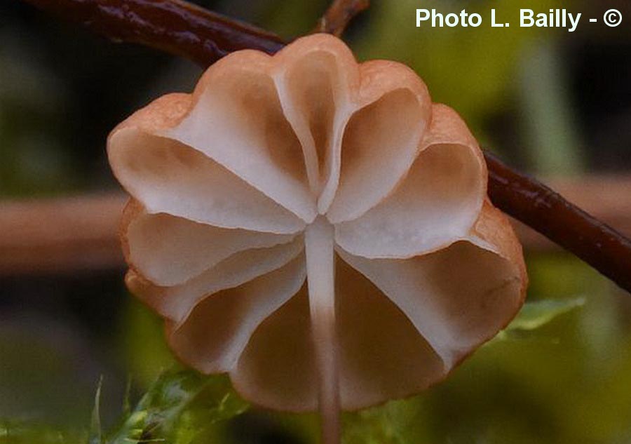 Marasmius curreyi