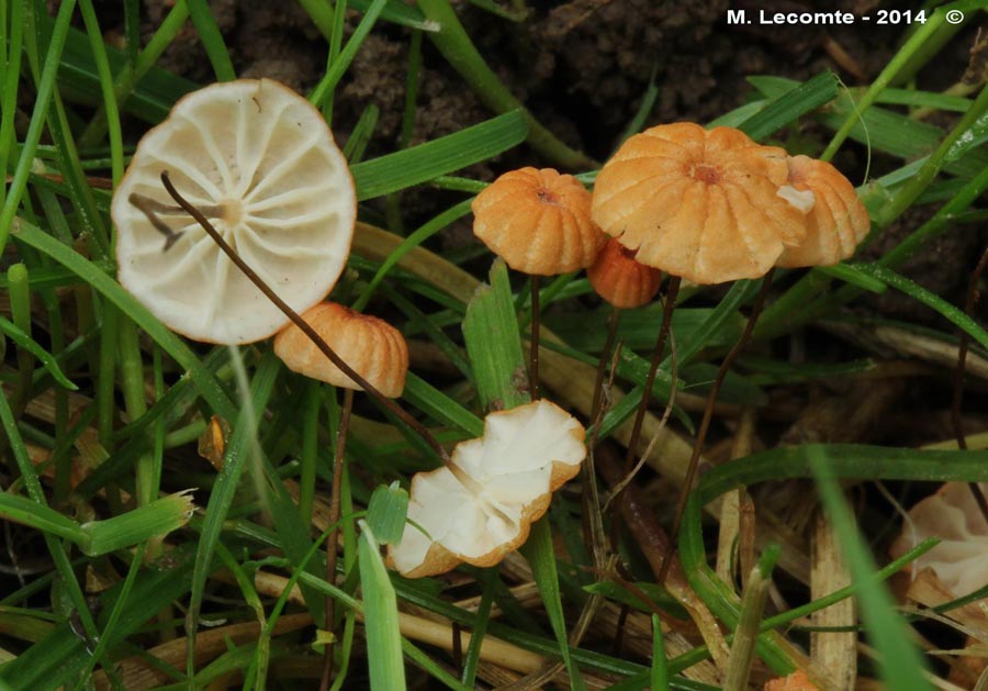 Marasmius curreyi