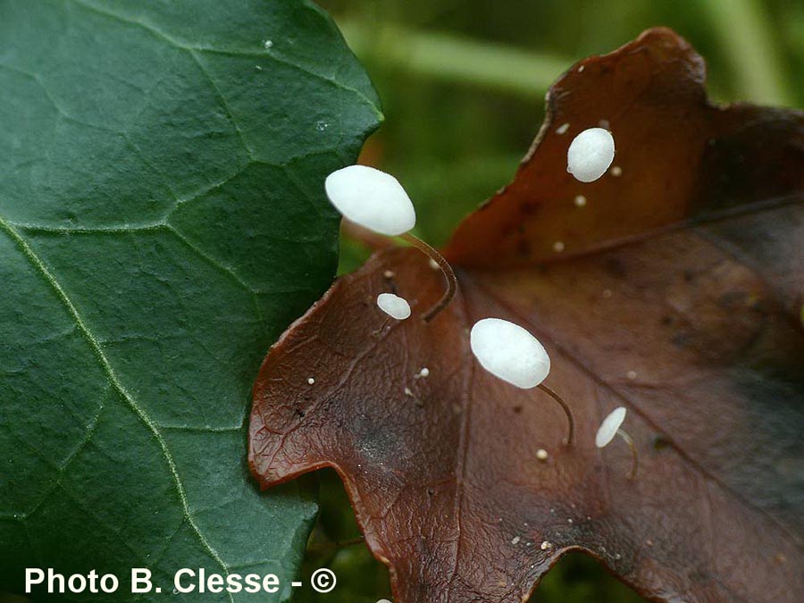 Marasmius epiphylloides