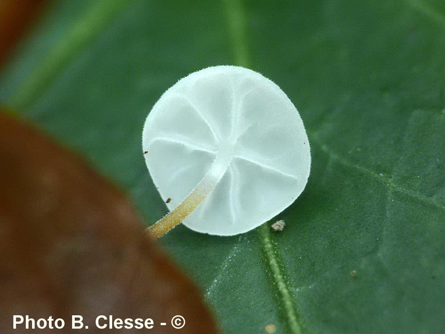 Marasmius epiphylloides