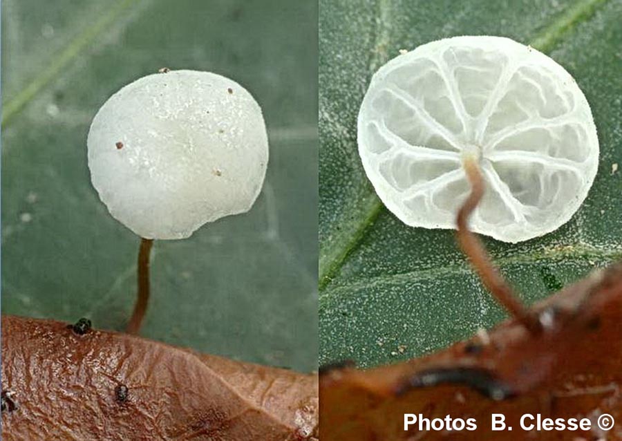 Marasmius epiphylloides