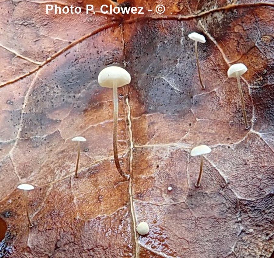 Marasmius epiphylloides