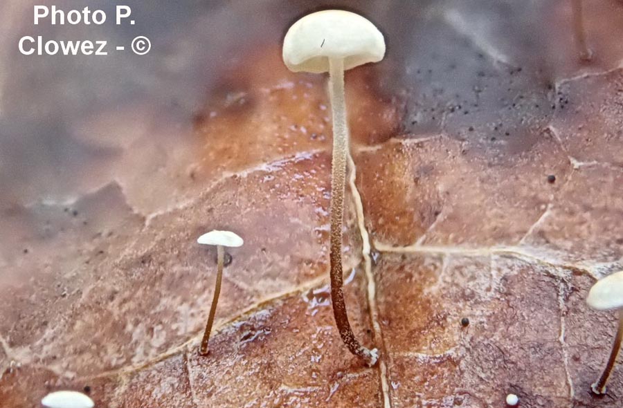 Marasmius epiphylloides