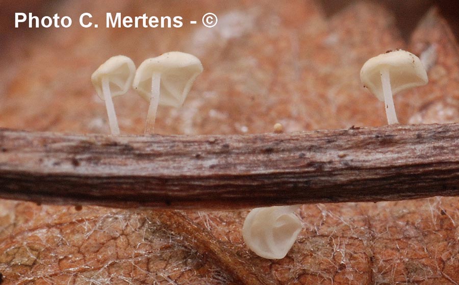 Marasmius favrei var. sorbi