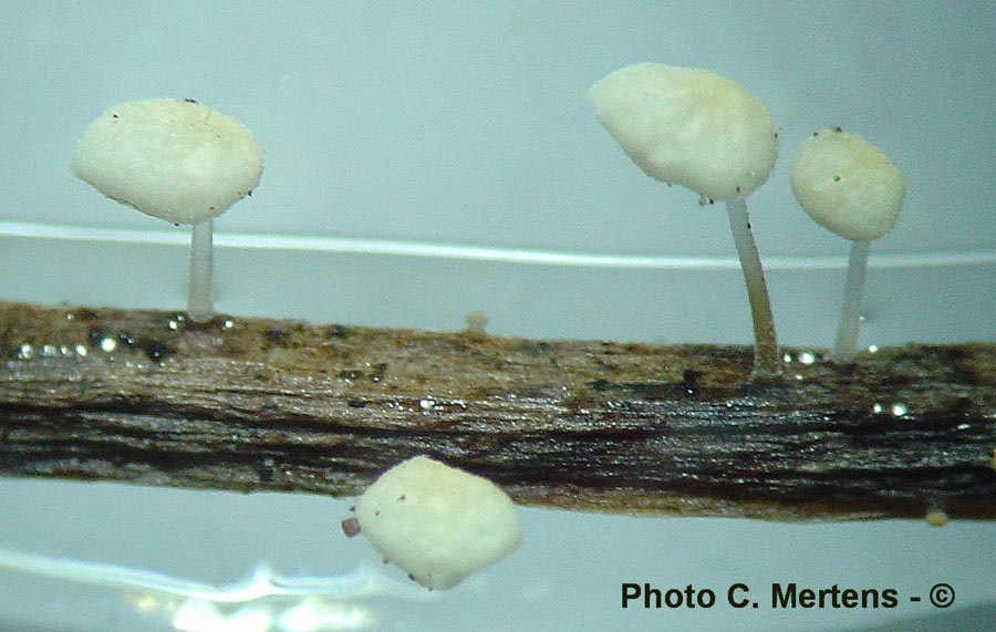 Marasmius favrei var. sorbi