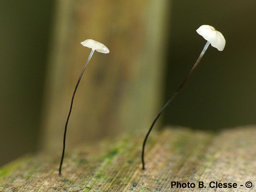 Marasmius limosus