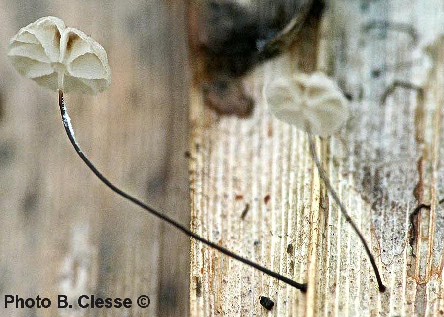 Marasmius limosus