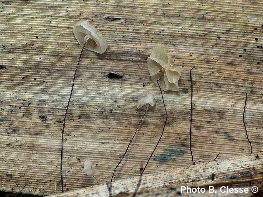 Marasmius limosus