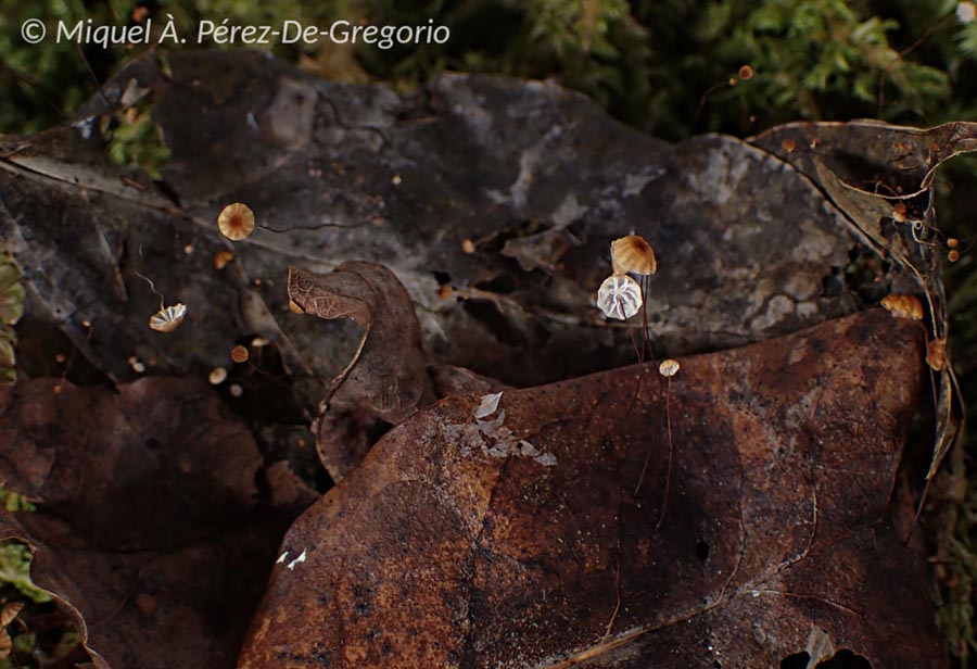 Marasmius minutus