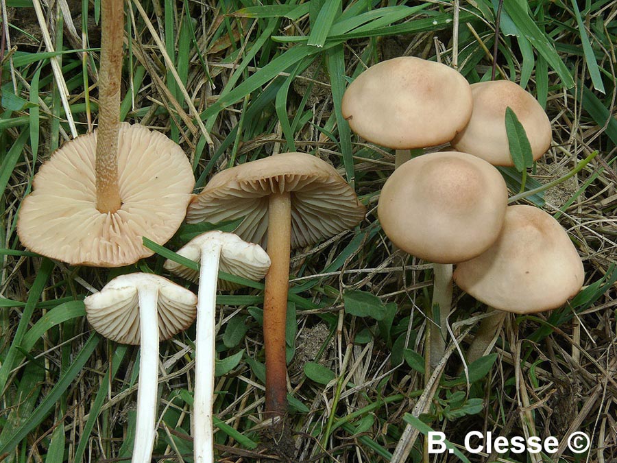 Marasmius oreades