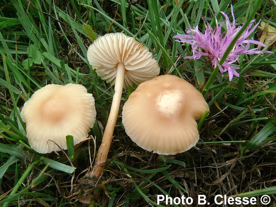 Marasmius oreades