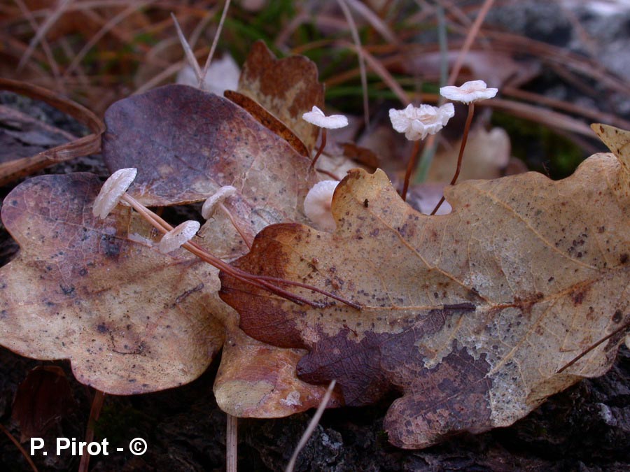 Marasmius quercophilus