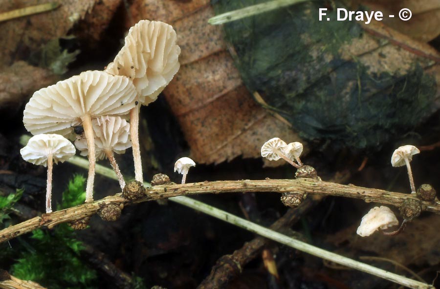 Marasmius ramealis