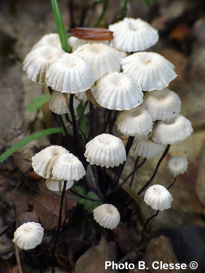 Marasmius rotula