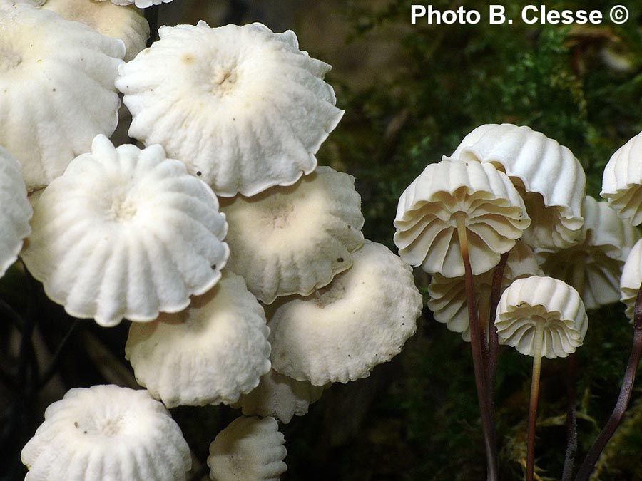 Marasmius rotula