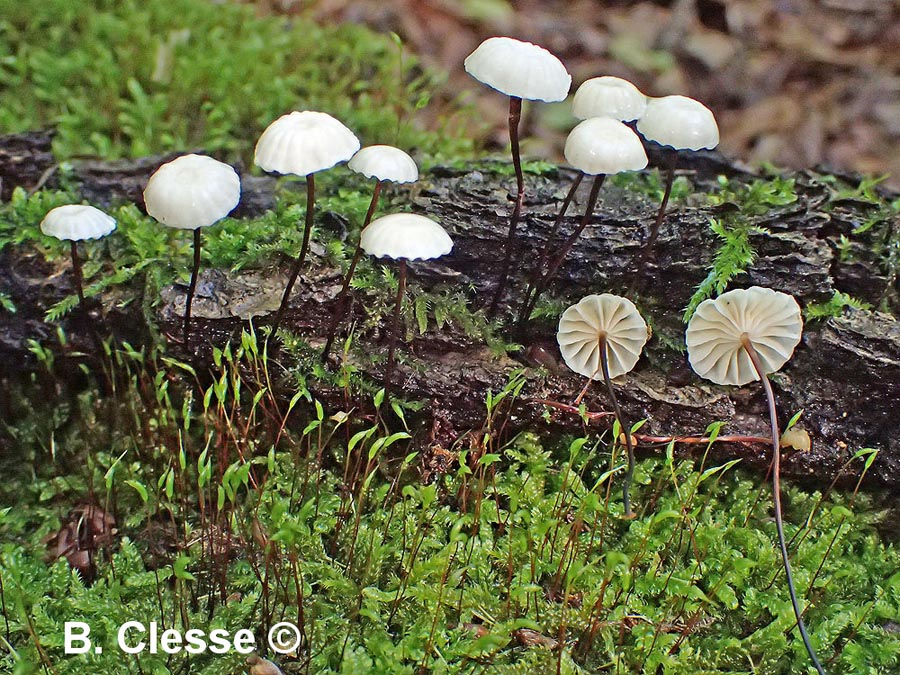 Marasmius rotula