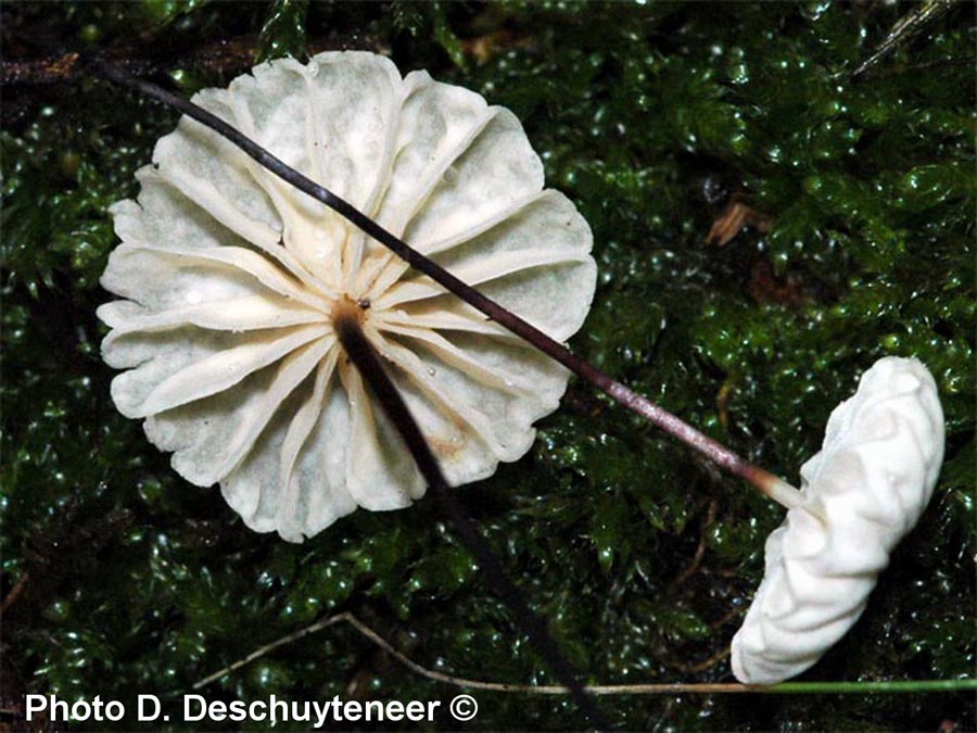 Marasmius rotula