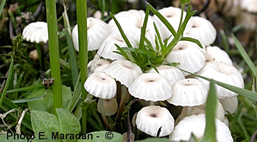 Marasmius rotula