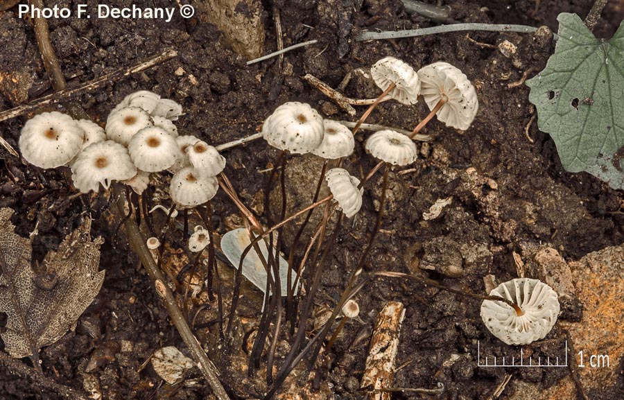 Marasmius rotula