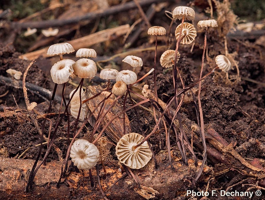 Marasmius rotula