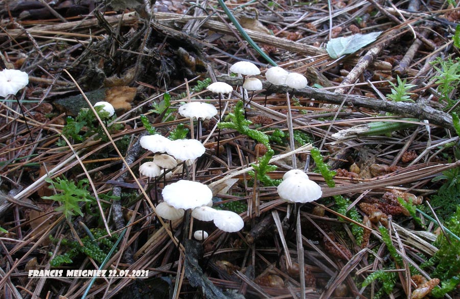 Marasmius rotula