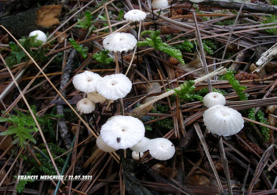 Marasmius rotula