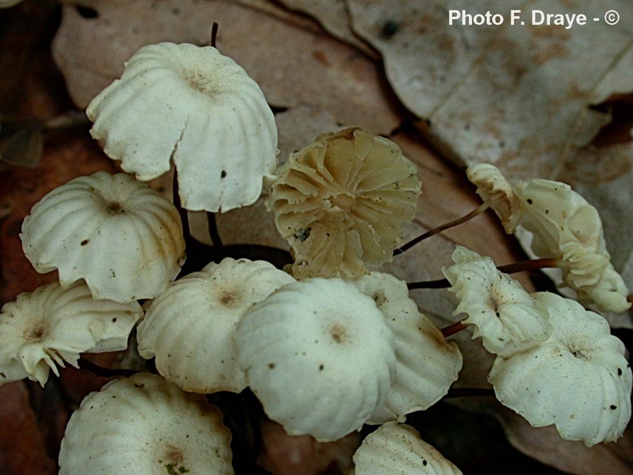 Marasmius rotula