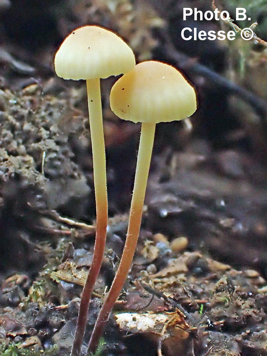 Marasmius torquescens