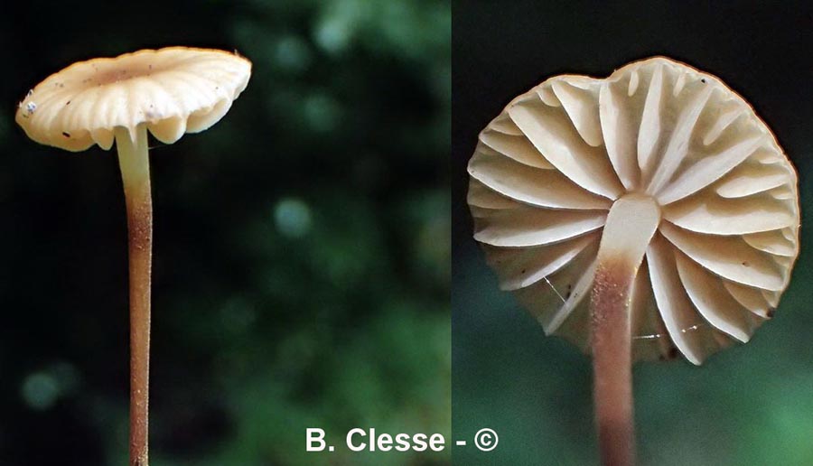 Marasmius torquescens