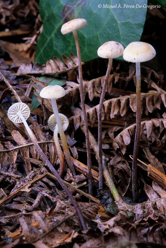 Marasmius undatus