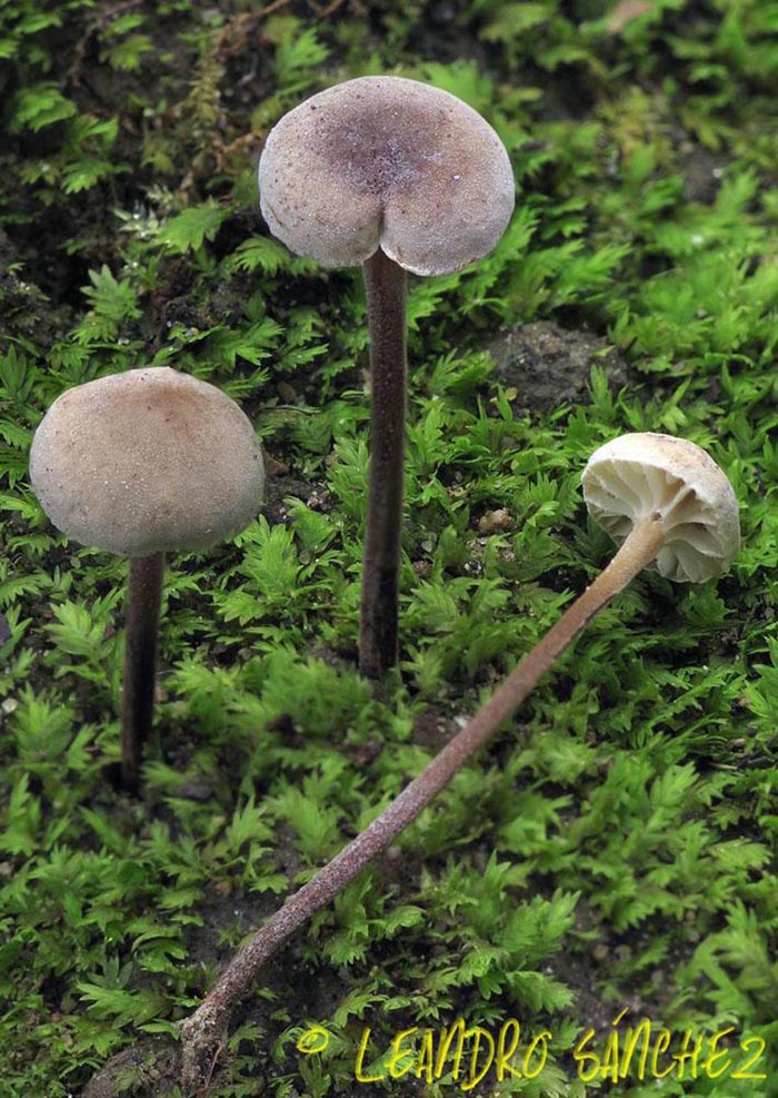 Marasmius undatus