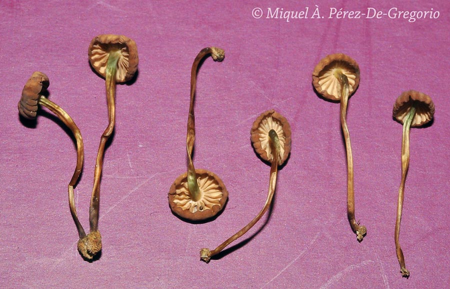 Marasmius ventalloi