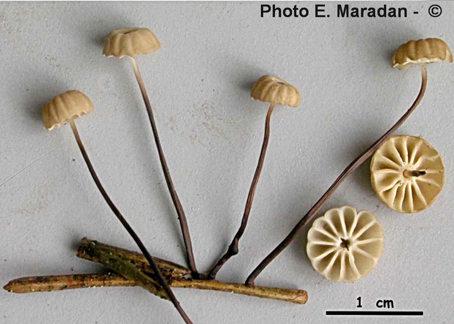 Marasmius wettsteinii