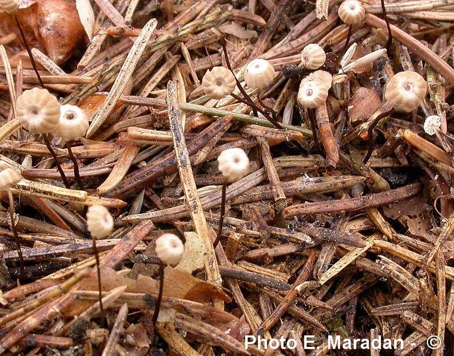 Marasmius wettsteinii