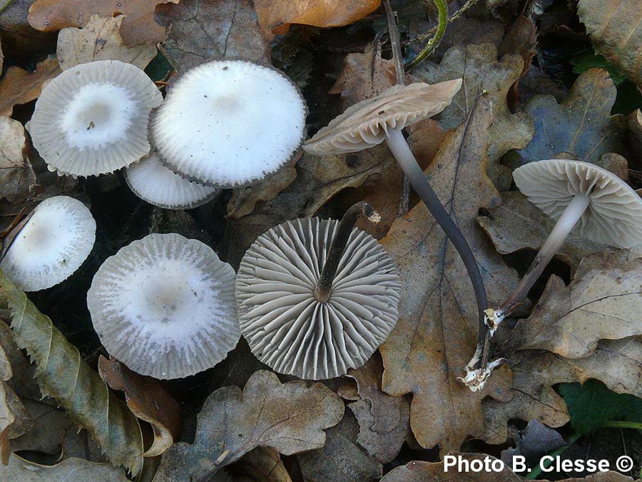 Marasmius wynnei