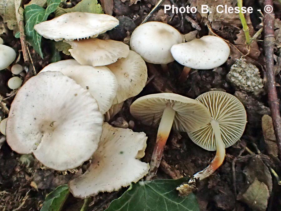 Marasmius wynnei