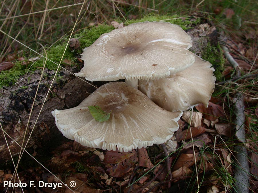 Megacollybia platyphylla